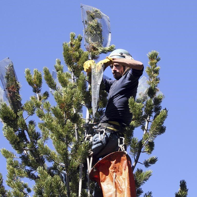 Whitebark pine that feeds grizzlies is threatened, US says